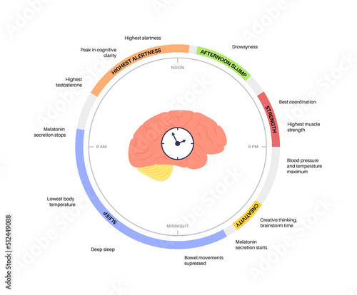 Sleep wake cycle