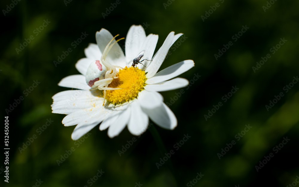 Goldenrod crab spider moments before pouncing on its prey. Goldenrod crab spider moments before pouncing on its prey.