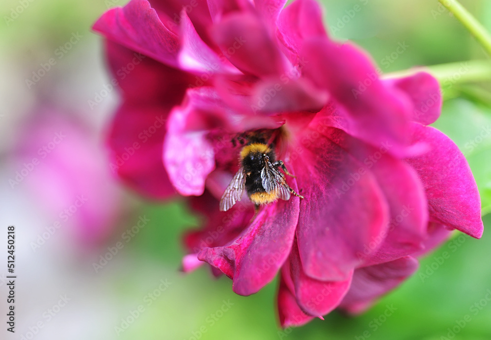 зA bumblebee flies on a pink flower. macro nature зA bumblebee flies on a pink flower. macro nature