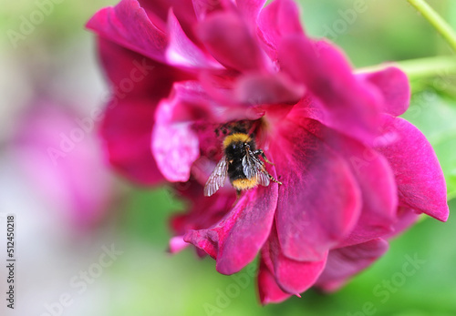 зA bumblebee flies on a pink flower. macro nature
