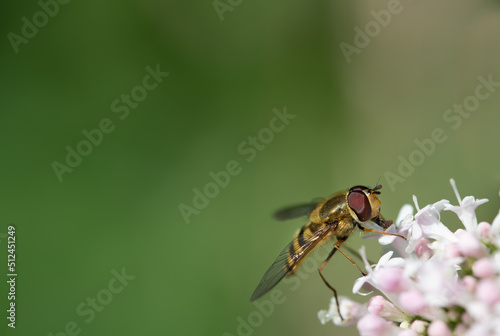 Close-up of a hoverfly (Syrphidae) searching for nectar on a white flower at the edge against a lot of green background. © leopictures
