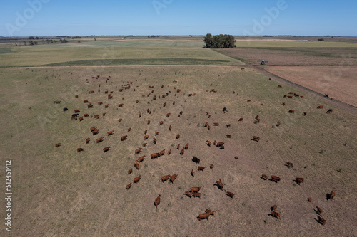 Aerial view of a troop of steers for export  cattle raised with natural pastures in the Argentine countryside.