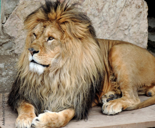 The lion