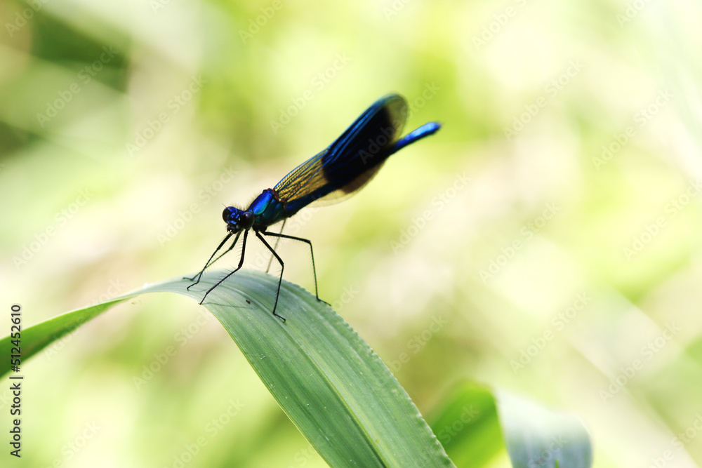 Fototapeta premium Gebänderte Prachtlibelle (Calopteryx splendens) - Männchen