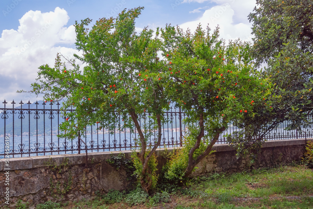 Spring flowers. Pomegranate tree (Punica granatum) in bloom. Montenegro,  coast of Bay of Kotor