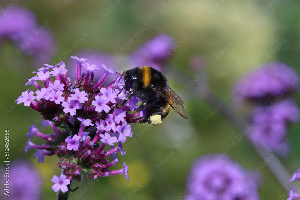 Hummel (Bombus spec.) an Argentinischem Eisenkraut Hummel (Bombus spec.) an Argentinischem Eisenkraut