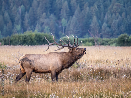 Bull elk bugling during the fall rut