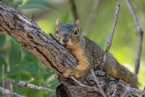 squirrel resting on a branch 