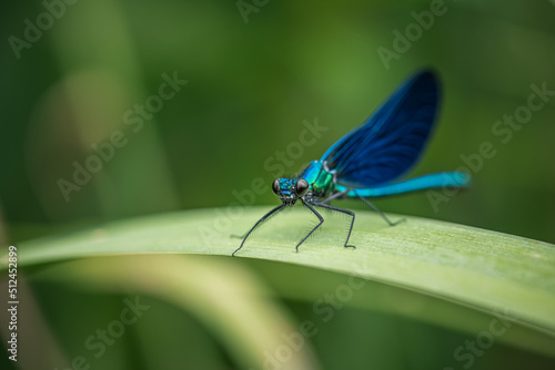 blue dragonfly on a green leaf © Marc Andreu