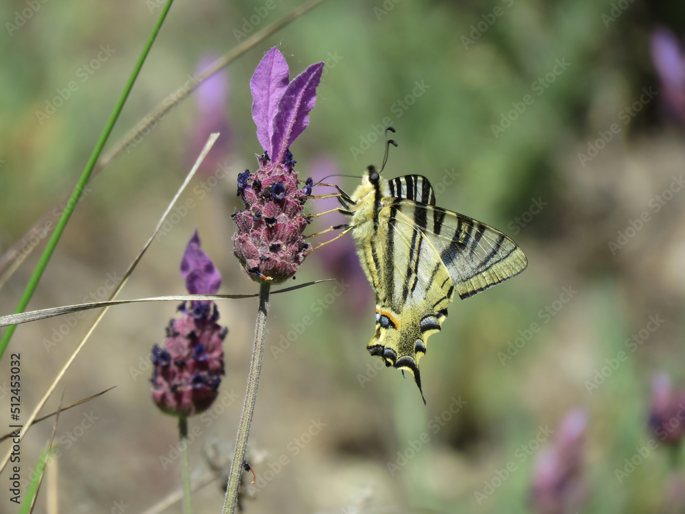 natural background of butterfly called Iphiclides feisthamelii on the wild flower called lavender natural background of butterfly called Iphiclides feisthamelii on the wild flower called lavender