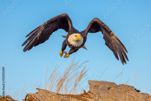 Bald eagle swoops toward a fish seen near water's surface.