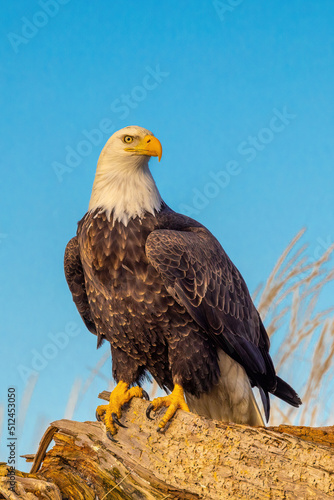 Bald eagle is America's best-known bird of prey.