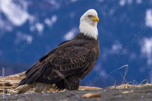 Bald eagle perches while searching for next meal. © Tom