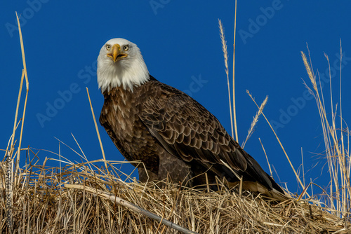 Bald eagle is America's best know raptor.