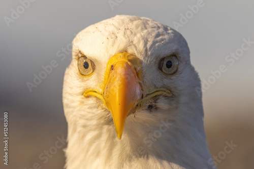 Bald eagle is America's national symbol.