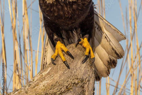 Vászonkép Bald eagle talons make it impossible for captured prey to escape.