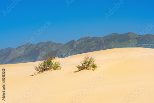 sandy desert and mountains in the distance, landscape on the dune Sarykum in Dagestan © Evgeny