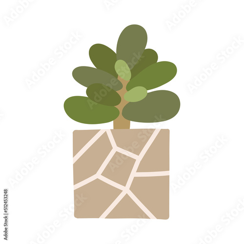 Botanical plant succulent Crassula in Scandinavian pot in boho style