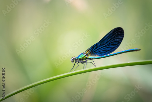 blue dragonfly on a blade
