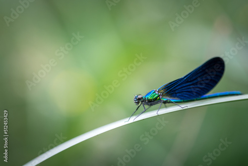 blue dragonfly on a blade