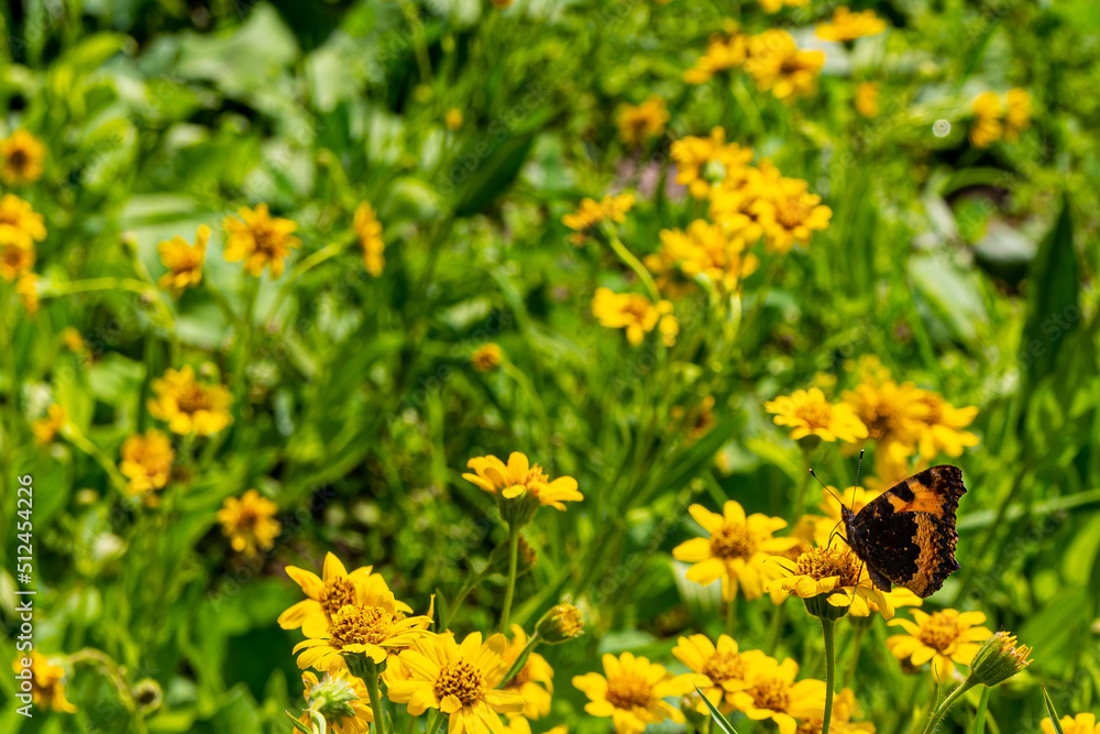 butterfly on a flower meadow