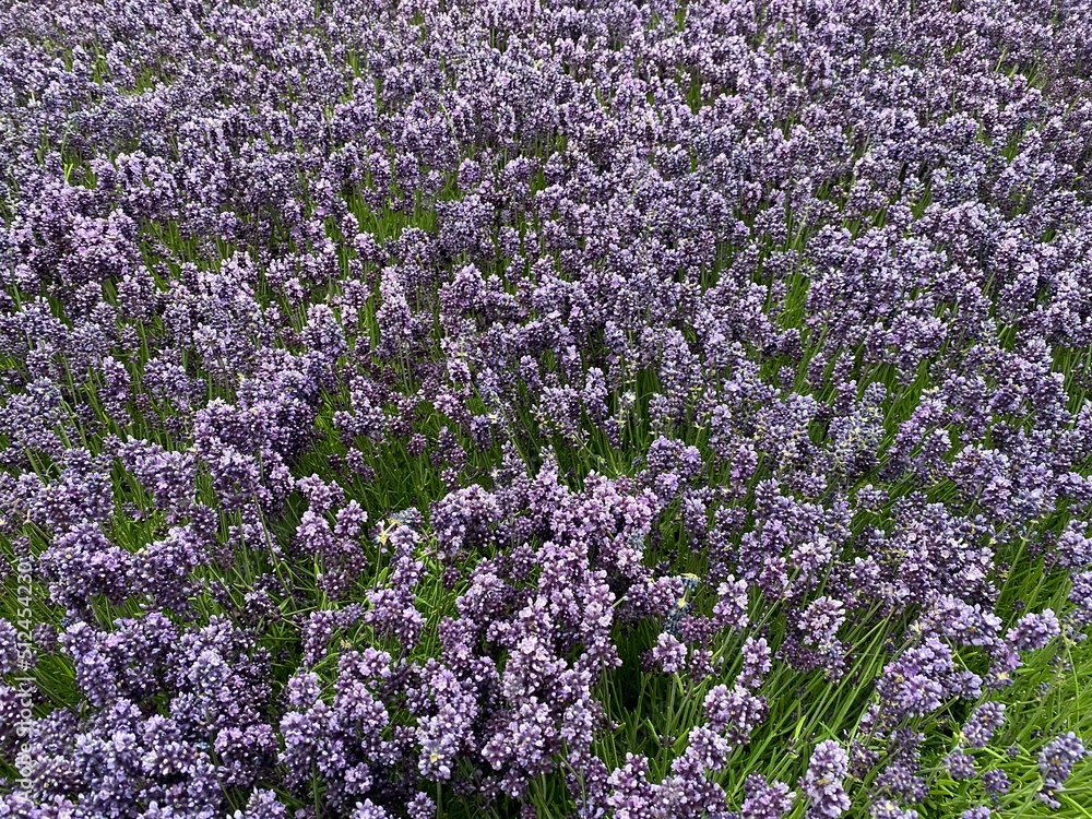 Obraz premium Lavedelfeld, Lavendel 