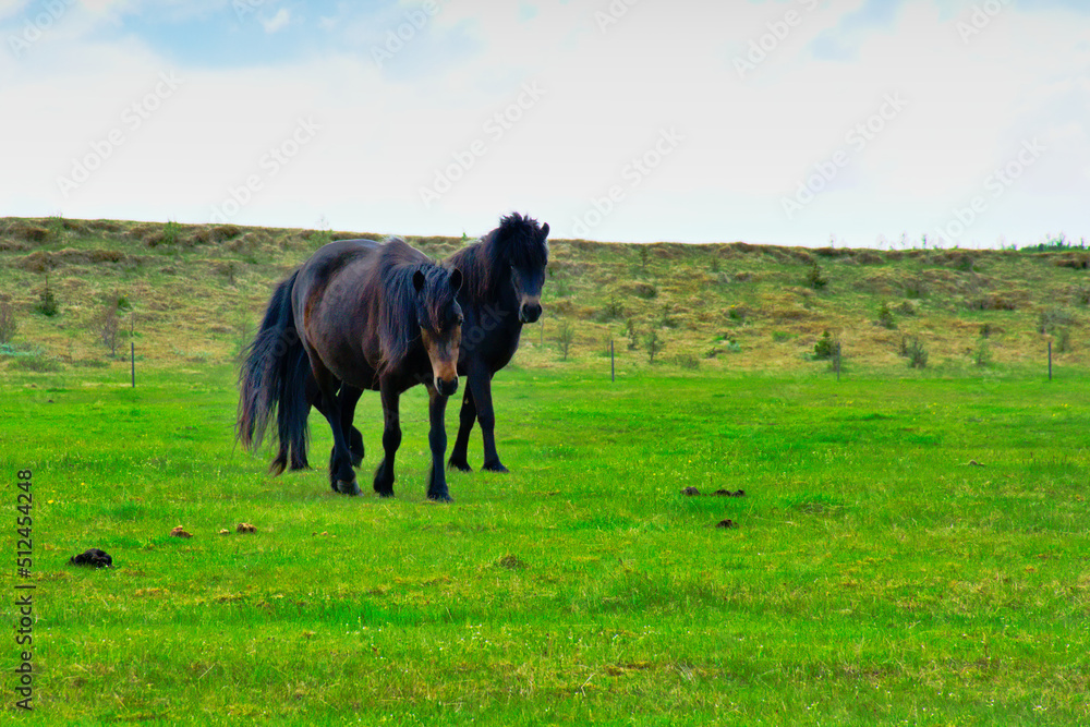 iceland: pictures of a wonderful holiday. The land of ice and fire iceland: pictures of a wonderful holiday. The land of ice and fire