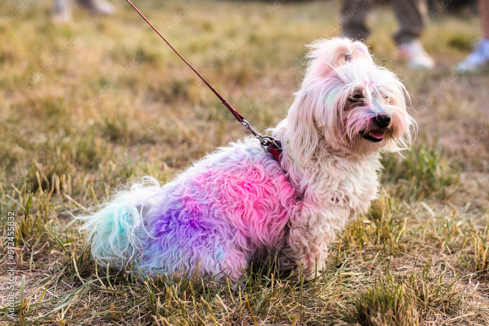 Kolorowy pies na Festiwal Kolorów Holi. Indyjskie święto z kolorowym pudrem, Polska
 - obrazy, fototapety, plakaty 