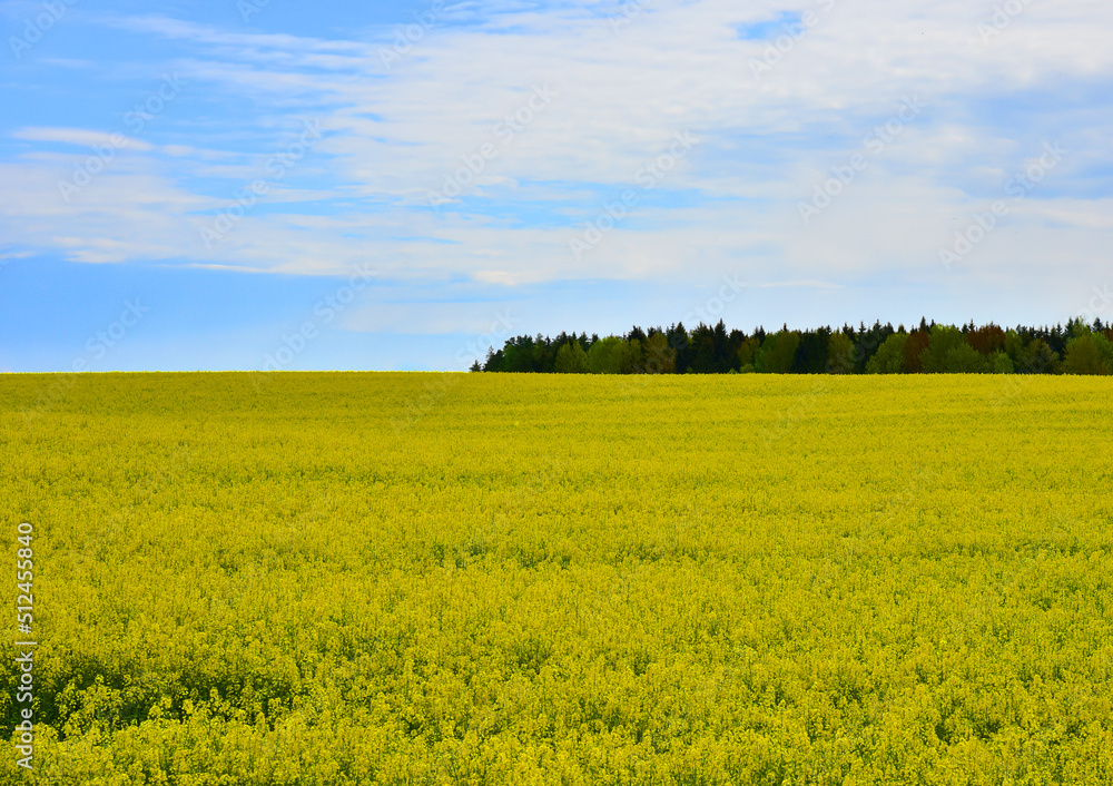 Rapeseed Field in rural. Agricultural field With Flowering Blooming Oilseed Field. Rural Landscape at village in Spring. Blossom Canola Yellow Flower. Yellow background Field with Yellow Rapeseed. Rapeseed Field in rural. Agricultural field With Flowering Blooming Oilseed Field. Rural Landscape at village in Spring. Blossom Canola Yellow Flower. Yellow background Field with Yellow Rapeseed.