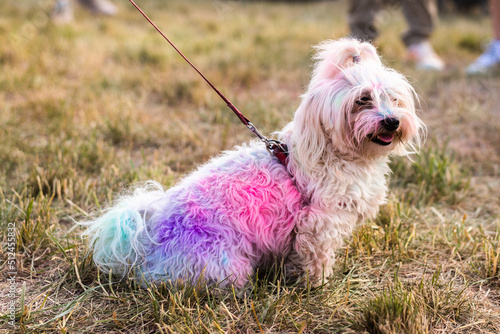 Kolorowy pies na Festiwal Kolorów Holi. Indyjskie święto z kolorowym pudrem, Polska  © danielszura