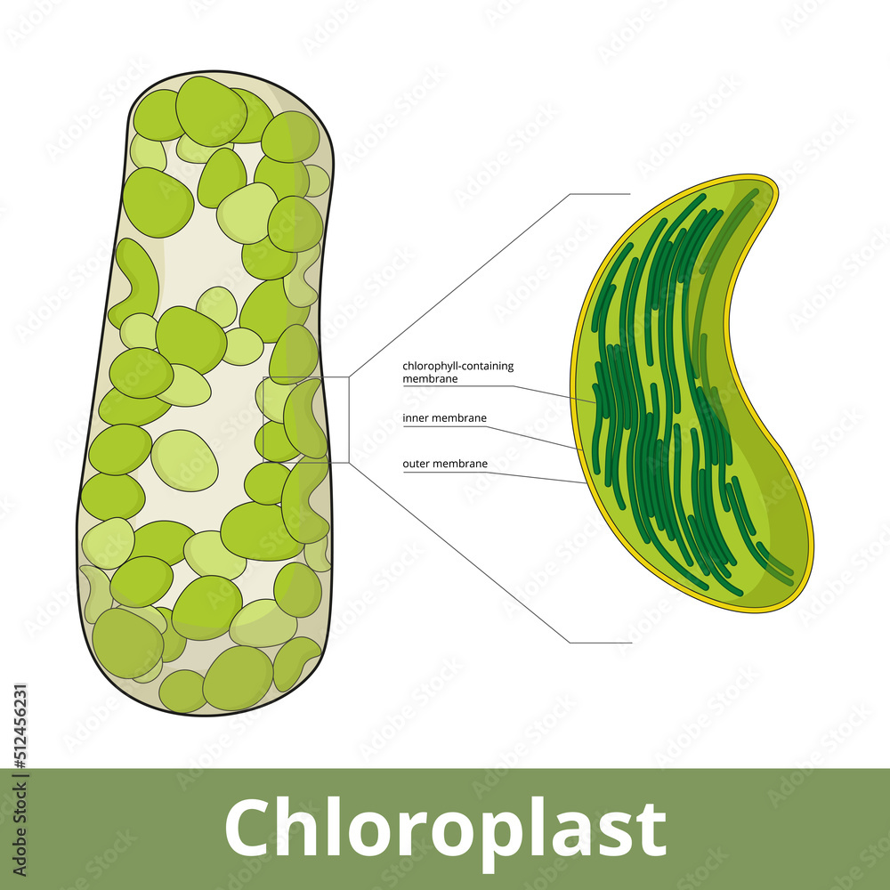 Chloroplast. Visualization of chloroplasts arrangement in plant cell ...