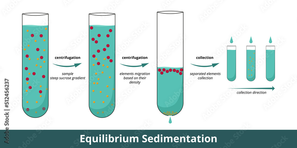 Fototapeta Equilibrium Sedimentation. Stages of cell components