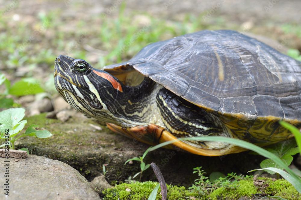 the turtle is swimming and walking on the grass while playing eating leaves the turtle is swimming and walking on the grass while playing eating leaves