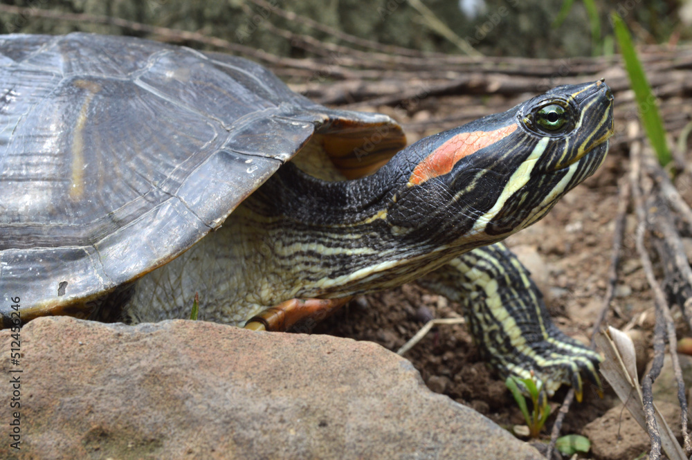 the turtle is swimming and walking on the grass while playing eating leaves the turtle is swimming and walking on the grass while playing eating leaves