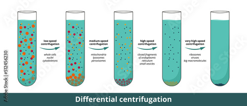 Differential centrifugation visualization with 4 stages at progressively higher speeds that separate cell components on the basis of their size and density.  photo