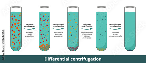 Differential centrifugation visualization with 4 stages at progressively higher speeds that separate cell components on the basis of their size and density. 