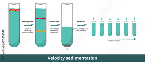 Velocity sedimentation. Analytical ultracentrifugation method that measures the rate at which molecules move because of centrifugal force. Process stages: fragmentation, fractionation, collection.