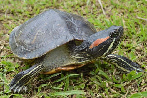 the turtle is swimming and walking on the grass while playing eating leaves
