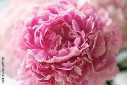 Pink peony flower  closeup  macro. Natural background  soft focus