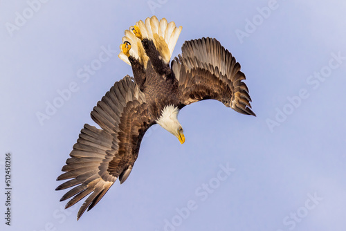 Bald eagle performs abrupt turn as he soars down to capture a fish near water's surface.