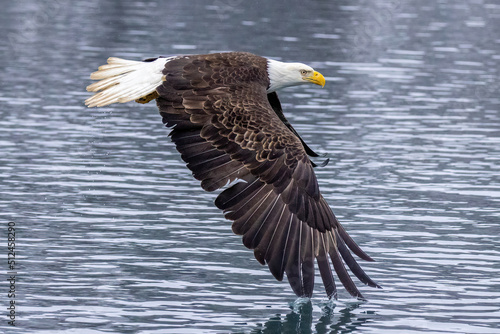 Bald eagle glides just above water as he searches for fish.