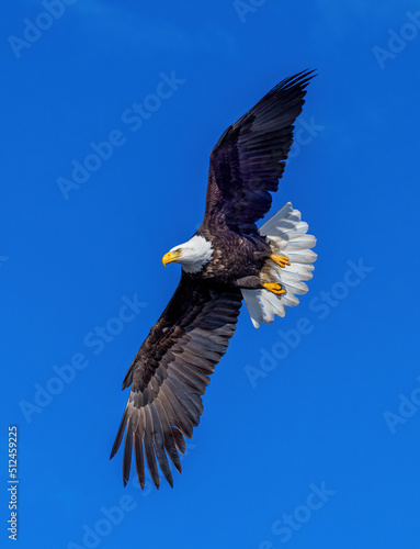 Bald eagle makes sharp turn to sail toward fish near water's surface.