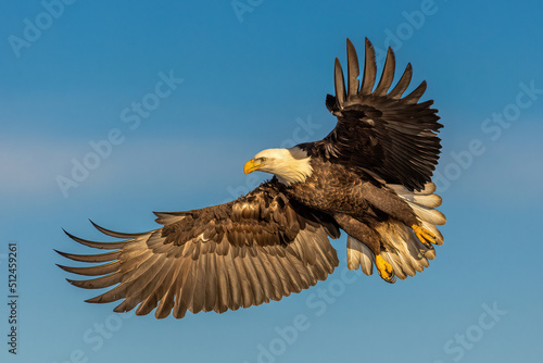 Bald eagle is shown gliding through sky.