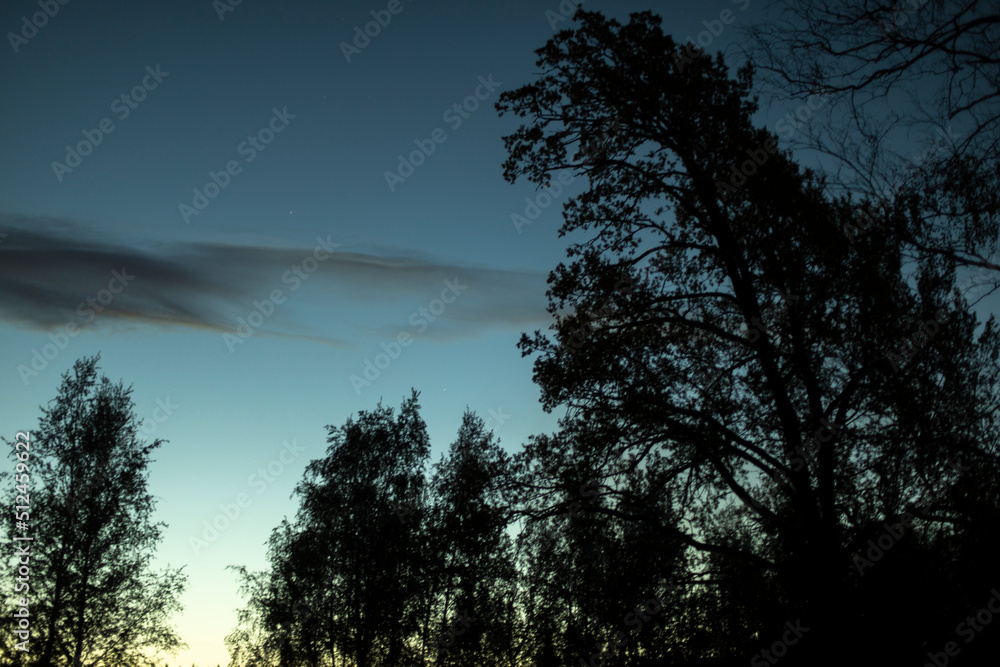 Naklejka premium Forest at night. Silhouettes of trees in evening. Forest landscape.