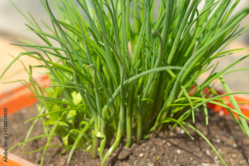 Obraz premium Green onions grow in summer in pot. Growing vegetables.