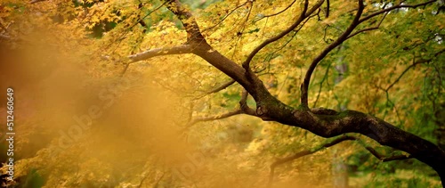 autumn leaves in the wind