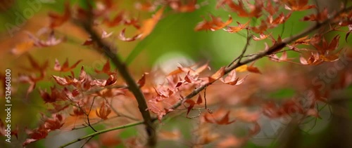 autumn leaves in the wind