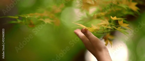 autumn leaves in the wind