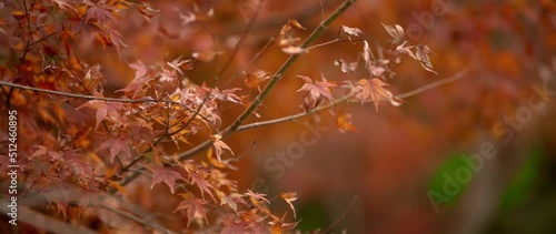 autumn leaves in the wind
