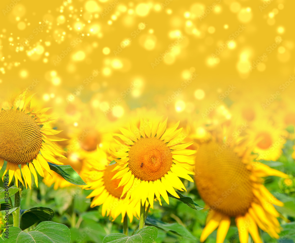 Obraz premium yellow sunflower field